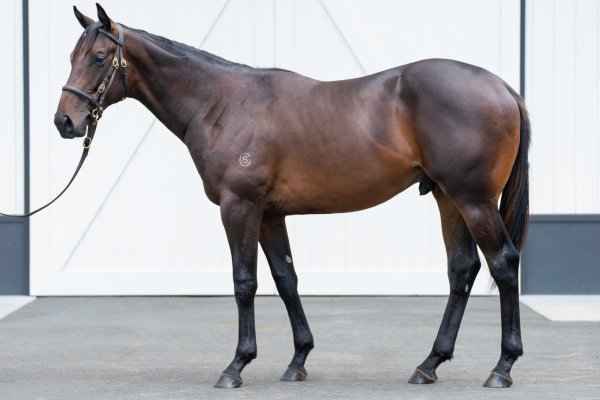 Fastnet Rock colt a stand-out