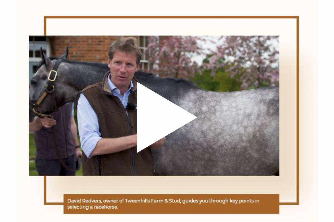 David Redvers: How to Buy a Racehorse