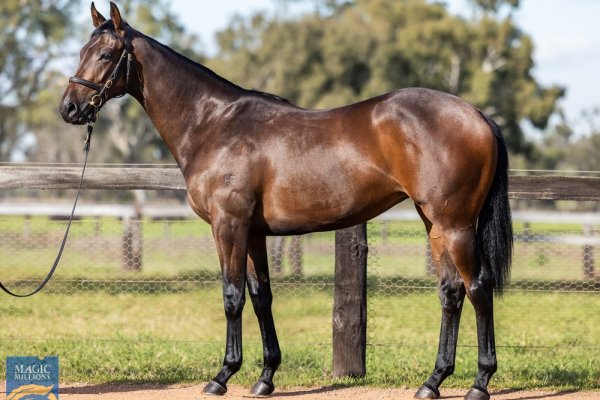 Unique filly sells well at Gold Coast