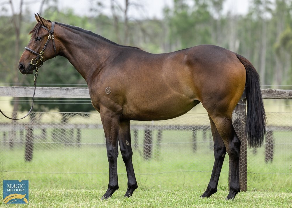 Smart judge purchases filly