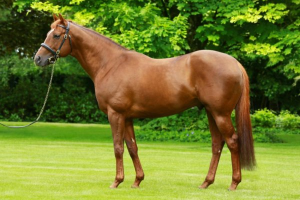Well-bred Europeans mares secured