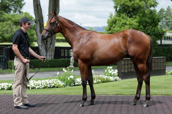 Cambridge Stud launches Horse Passport for increased buyer confidence