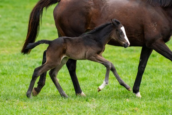 First foal for Embellish