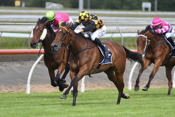 Stakes target for hot Flamebird