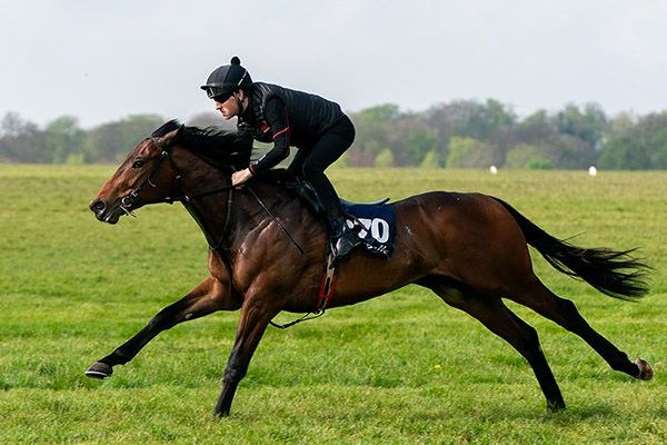 Hello Youmzain Colt to Blandford for 150,000 Guineas