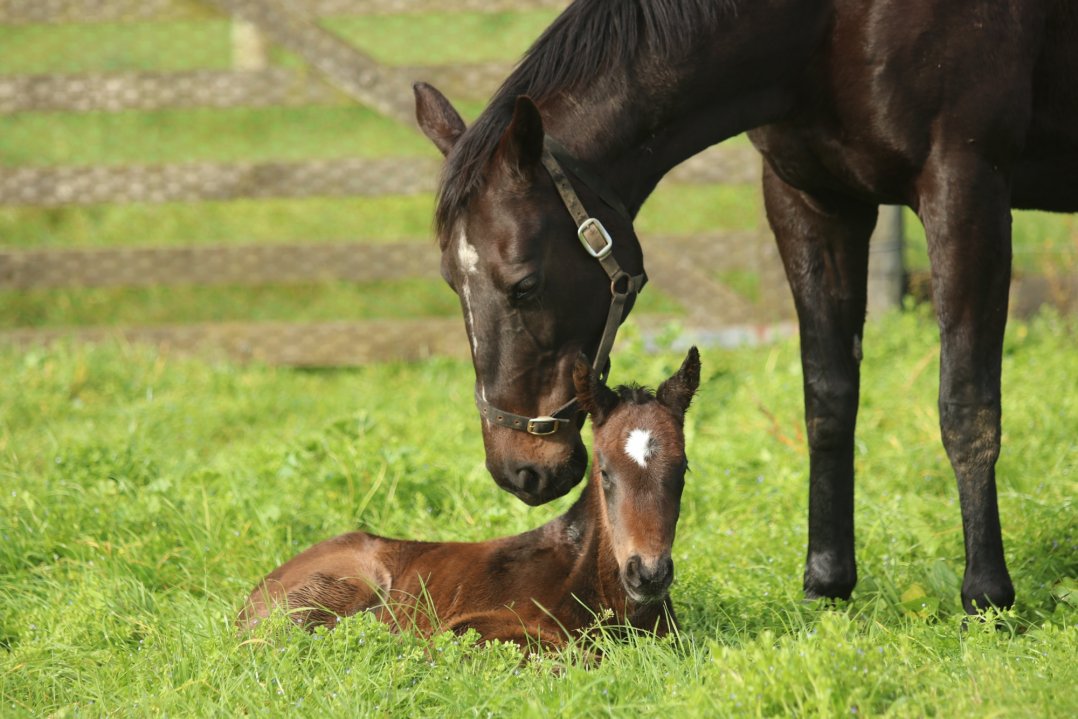 First Foal Arrives at Cambridge Stud