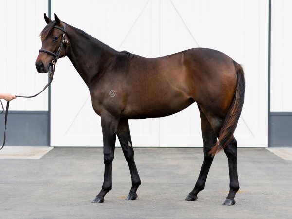Almanzor mare back in style | News | Cambridge Stud