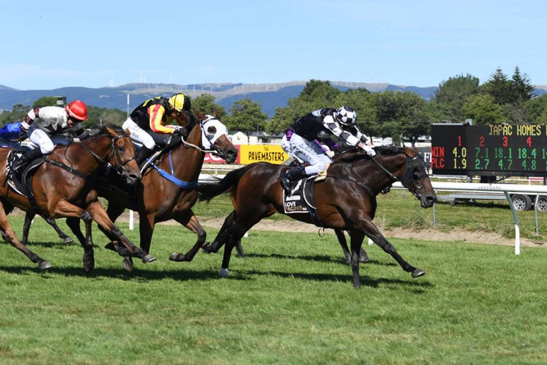 Auckland Cup target for mare