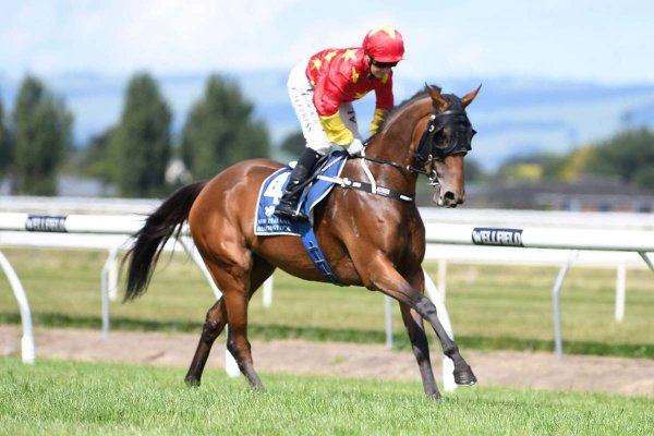 Queen of Diamonds awarded Joint NZB Filly of the Year