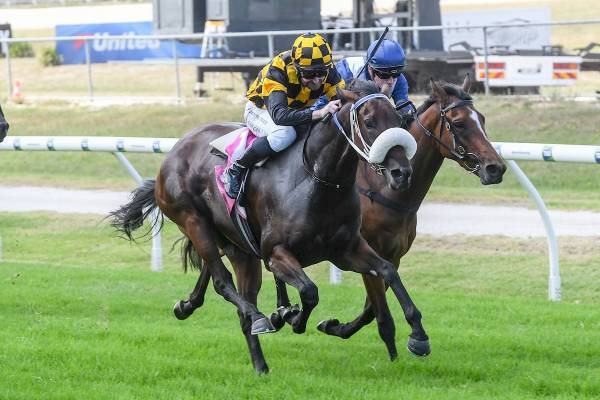 Choice debut from well-bred filly