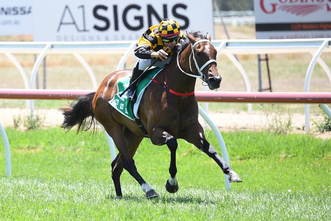 Well-bred 2YO Sizzles on Debut