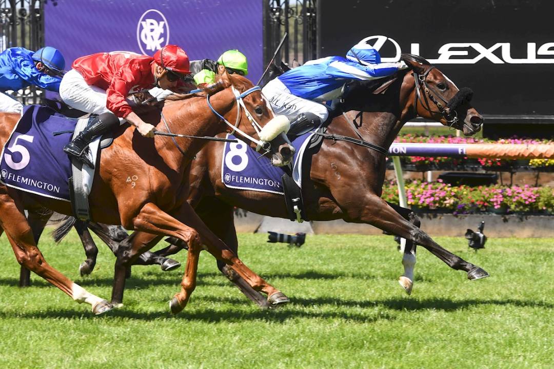 Ruthless Dame on Group One path