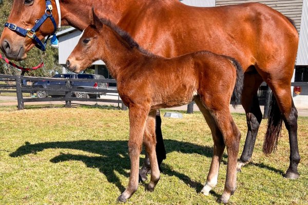 First foals for Sword Of State