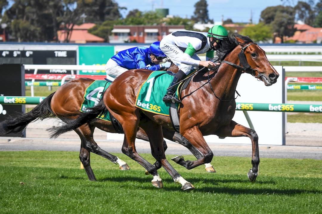 Tutukaka triumphant in Geelong Classic