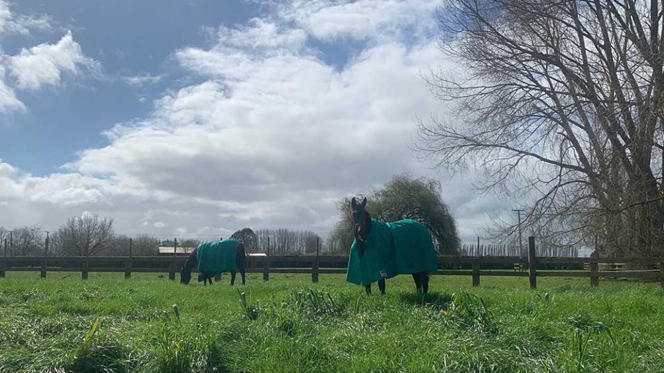 Yearlings turned out with covers