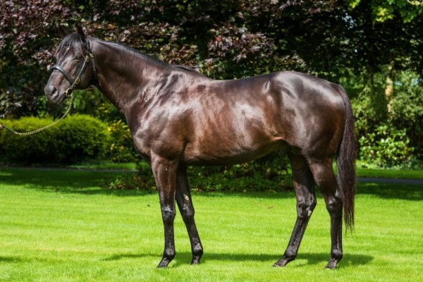 Almanzor’s sire delivers Group 1 sprinting success